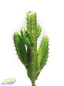 Faux Flowers CH0957 Cactus Green