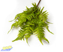 Faux Flowers CH1077 Big Leaf Bracken