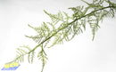 Faux Flowers Long Asparagus Foliage