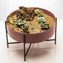 Heather Dish Garden (Dusty Rose)