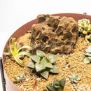 Heather Dish Garden (Dusty Rose)