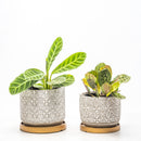 Lennon Pots with Tray