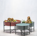 Heather Dish Garden (Dusty Rose)