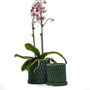 Alder pots (dark green)