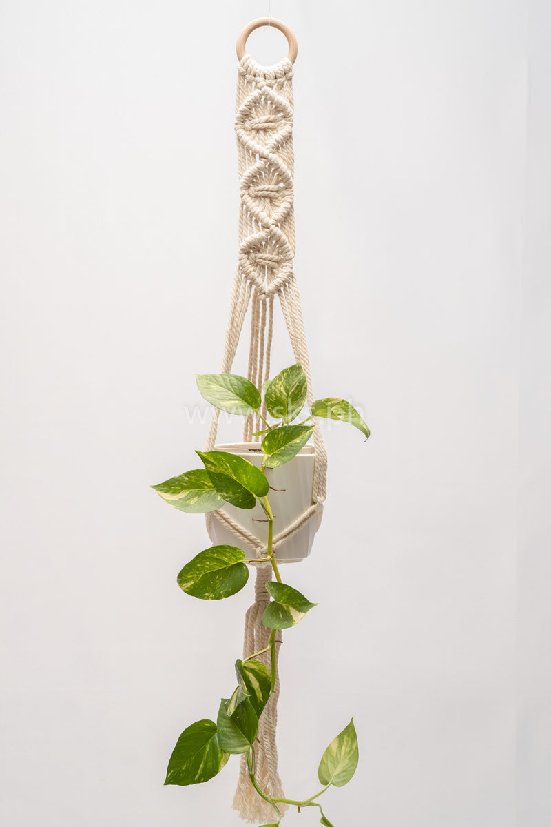 Colbie Macrame Hanging with Pot C