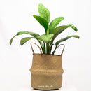 Woven Planters - Natural