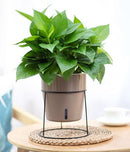 LAZY GARDENER POT with Water Level Window A607 Mint