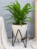 LAZY GARDENER POT with Alarm