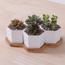 Hamada Hexagon Pots (Medium)